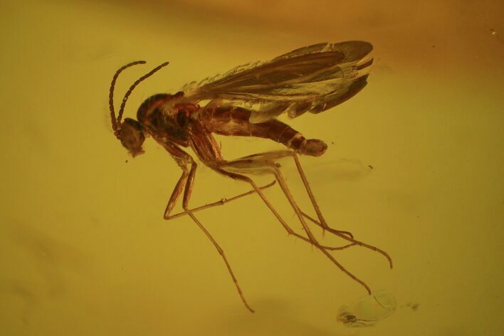 Detailed Fossil Fly (Diptera) In Baltic Amber #58093